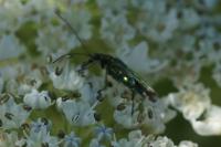 Oedemera nobilis