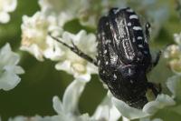 Oxythyrea funesta