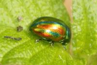 Chrysolina fastuosa