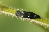 Agrilus guerini