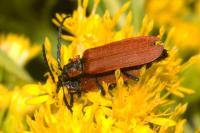 Lygistopterus sanguineus
