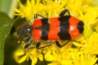 Trichodes apiarius