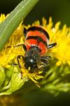Trichodes apiarius
