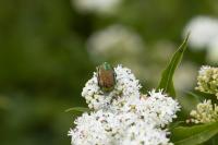Cetonia aurata