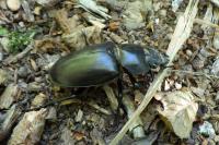 Lucanus cervus
