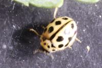 Tytthaspis sedecimpunctata