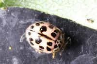Oenopia conglobata