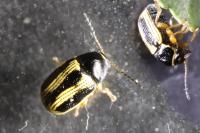 Cryptocephalus bilineatus
