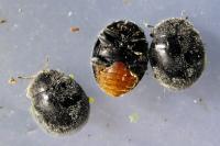 Rhyzobius forestieri
