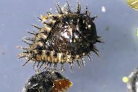 Chilocorus renipustulatus