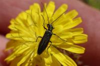Oedemera