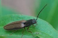 Athous bicolor