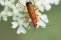 Rhagonycha fulva