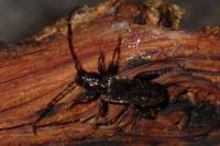 Phymatodes testaceus