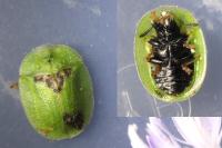 Cassida rubiginosa