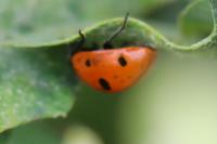 Coccinella septempunctata