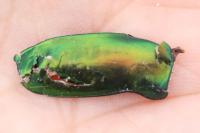 Cetonischema speciosissima