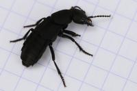 Ocypus olens
