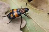Nicrophorus vespilloides