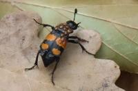 Nicrophorus vespilloides