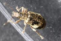 Polydrusus sparsus