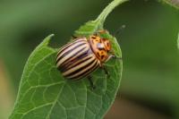 Leptinotarsa decemlineata