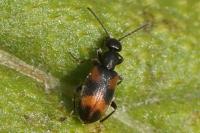 Anthicus antherinus