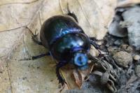 Anoplotrupes stercorosus