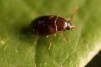 Alphitophagus bifasciatus