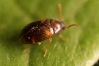 Alphitophagus bifasciatus