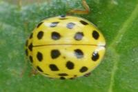 Psyllobora vigintiduopunctata