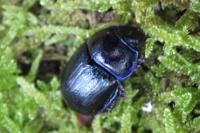 Anoplotrupes stercorosus