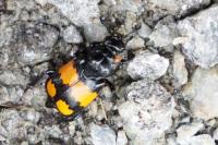 Nicrophorus vespilloides