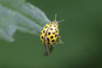 Psyllobora vigintiduopunctata