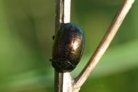 Chrysolina hyperici