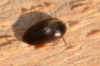 Nycteus meridionalis