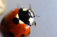 Coccinella septempunctata