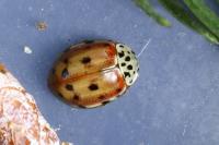 Harmonia quadripunctata