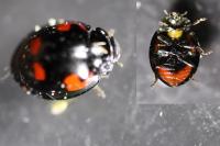 Exochomus quadripustulatus