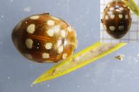 Calvia quatuordecimguttata