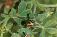 Gonioctena olivacea