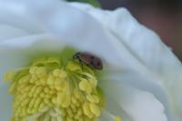 Hippodamia variegata