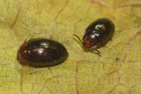Scaphidema metallica
