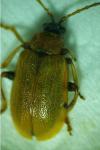 Lochmaea capreae