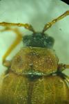 Lochmaea capreae