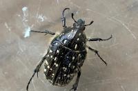 Oxythyrea funesta