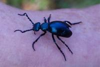 Meloe violaceus