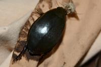 Cybister lateralimarginalis