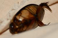 Cybister lateralimarginalis