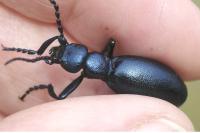 Meloe violaceus